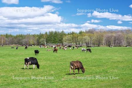 牛の放牧　十勝平野