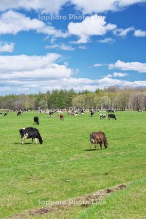 牛の放牧　十勝平野