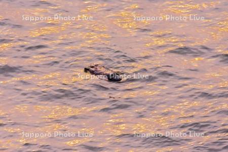 霧多布岬のラッコ　朝