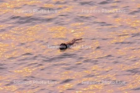 霧多布岬のラッコ　朝