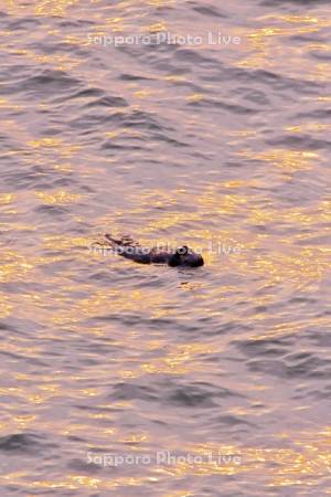 霧多布岬のラッコ　朝