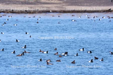 根室湾のスズガモ