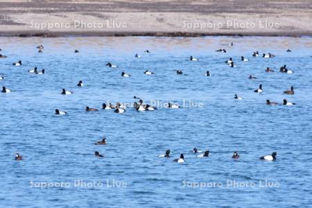 根室湾のスズガモ