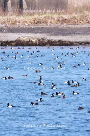 根室湾のスズガモ