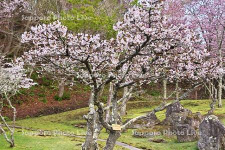 子野日公園のチシマザクラ