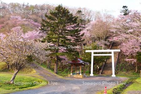 厚岸神社のサクラ
