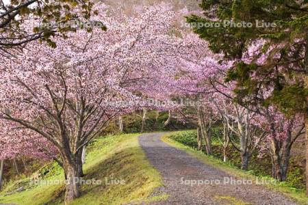 厚岸神社のサクラ