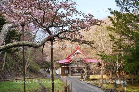厚岸国泰寺のサクラ