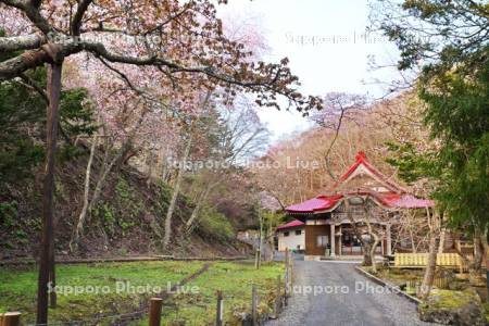 厚岸国泰寺のサクラ