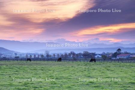 朝のウマの放牧