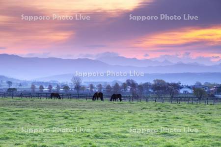 朝のウマの放牧