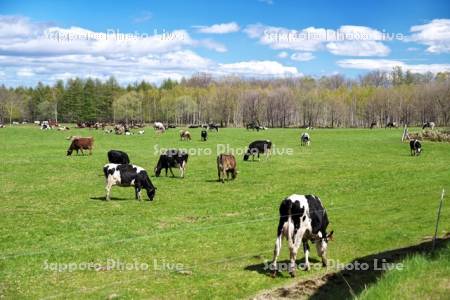 牛の放牧　十勝平野