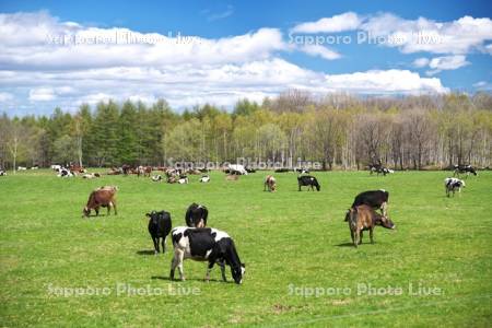牛の放牧　十勝平野