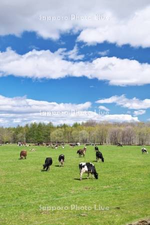 牛の放牧　十勝平野