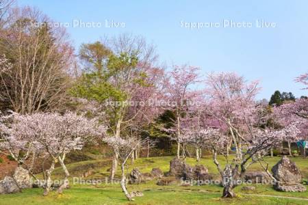子野日公園のチシマザクラ（手前）