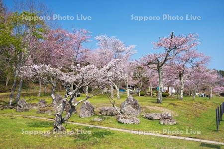 子野日公園のチシマザクラ（手前）