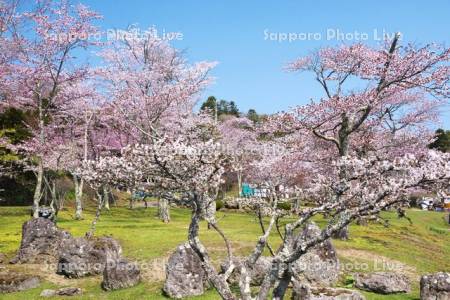 子野日公園のチシマザクラ（手前）