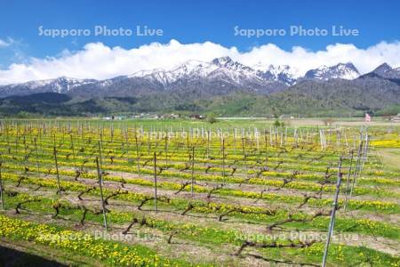 ブドウ畑とタンポポと夕張山地