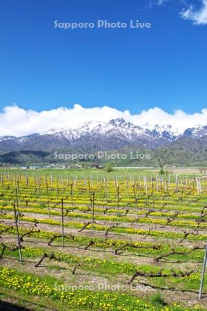 ブドウ畑とタンポポと夕張山地