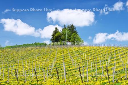 ふらのぶどうヶ丘公園のブドウ畑とタンポポ