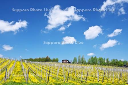 ふらのぶどうヶ丘公園のブドウ畑とタンポポ
