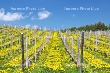ふらのぶどうヶ丘公園のブドウ畑とタンポポ