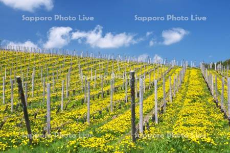 ふらのぶどうヶ丘公園のブドウ畑とタンポポ