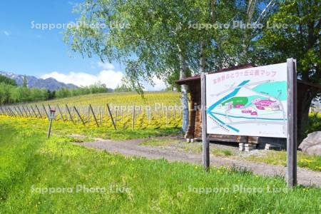 ふらのぶどうヶ丘公園のブドウ畑とタンポポ