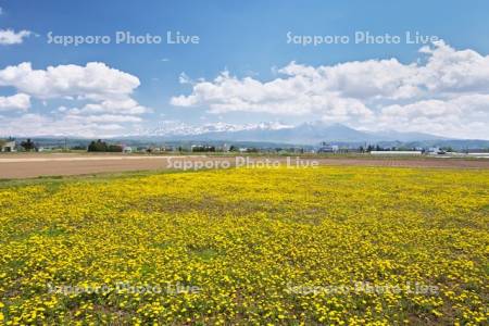 タンポポと十勝岳連峰