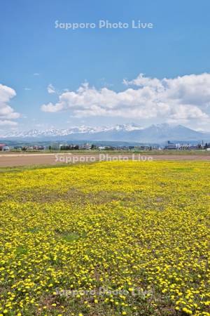 タンポポと十勝岳連峰