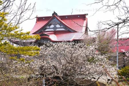 清隆寺のチシマザクラ