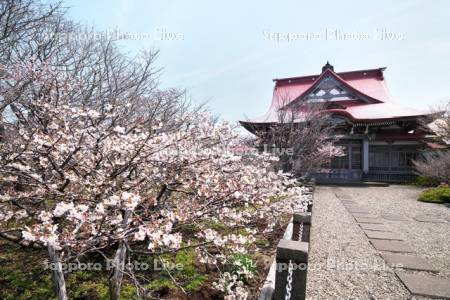 清隆寺のチシマザクラ