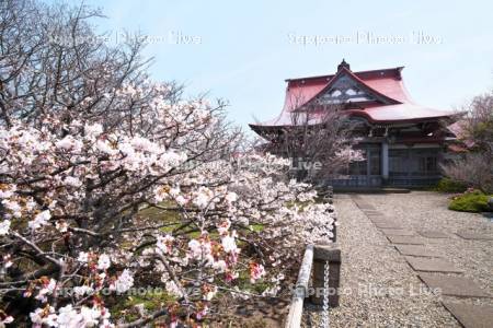 清隆寺のチシマザクラ