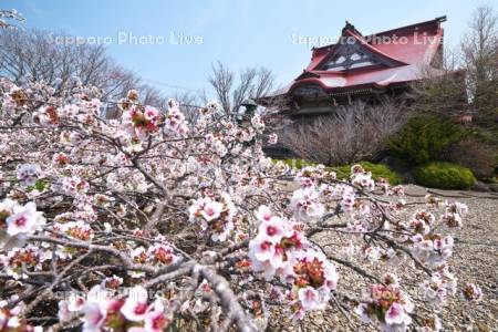 清隆寺のチシマザクラ
