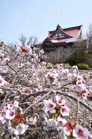 清隆寺のチシマザクラ
