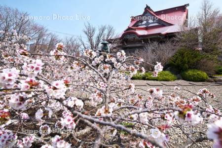 清隆寺のチシマザクラ