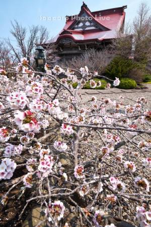 清隆寺のチシマザクラ