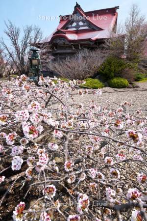清隆寺のチシマザクラ