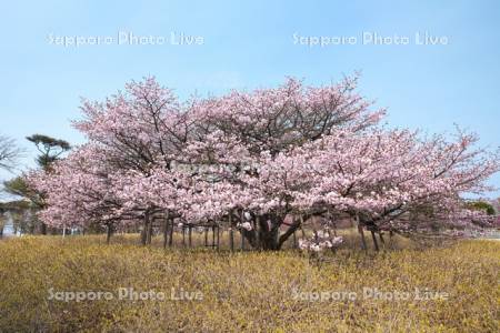 明治公園のチシマザクラ
