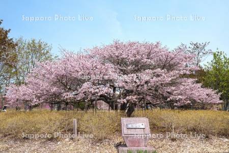 明治公園のチシマザクラ