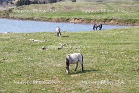 恵人沼のウマ の放牧