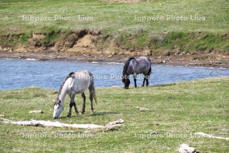 恵人沼のウマ の放牧