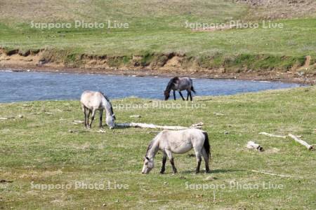 恵人沼のウマ の放牧