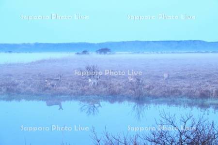 霧多布湿原の朝霧とエゾシカ