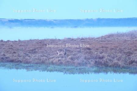 霧多布湿原の朝霧とエゾシカ