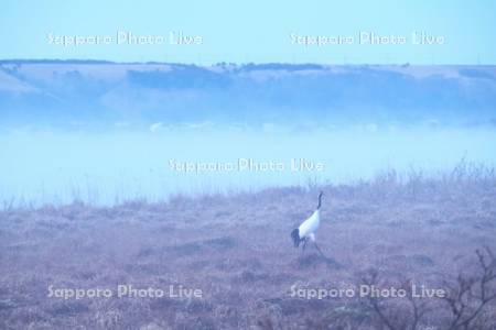 霧多布湿原の朝霧とタンチョウ