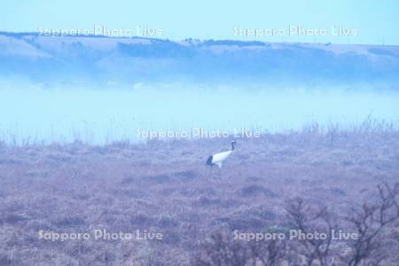 霧多布湿原の朝霧とタンチョウ