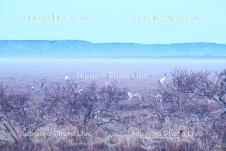 霧多布湿原の朝霧とタンチョウとエゾシカ