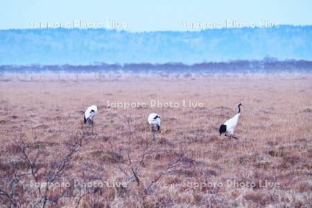 霧多布湿原の朝とタンチョウ