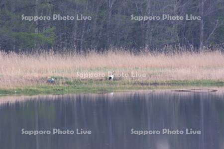 能取湖とタンチョウ